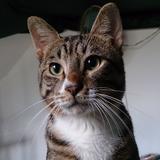 （分類：）位於 。 由 twist_cat_house 提交（商品編號 1384869069，圖片 1）。簡介： 。