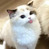(Category: ) located in . Submitted by 88mochi (Listing ID 1355970155, Image 1). Description: .
