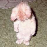 (Category: ) located in . Submitted by marina_0 (Listing ID 1445100629, Image 1). Description: .