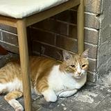 （分類：）位於 。 由 catlover56 提交（商品編號 1366340850，圖片 1）。簡介： 。