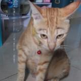 (Kategori: ) berada di . Dikirim oleh makibau31 (ID iklan 1332783808, Gambar 1). Deskripsi: .