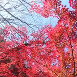 (Category: ) located in . Submitted by song216304 (Listing ID 1356137815, Image 1). Description: .