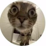 (Category: ) located in . Submitted by joys.market (Listing ID 1366300666, Image 1). Description: .