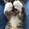 (Category: ) located in . Submitted by mango.puddingo (Listing ID 1356971246, Image 1). Description: .