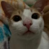 (Kategori: ) berada di . Dikirim oleh ohmygitspreloved (ID iklan 1362049618, Gambar 1). Deskripsi: .