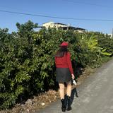 由 takoc (刊登 ID 1377317421，圖片 1) 提交，位於 的 (類別：)，說明：。