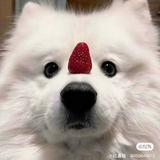 由 yingxinliu (刊登 ID 1322868544，圖片 1) 提交，位於 的 (類別：)，說明：。