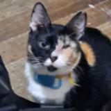 (Category: ) located in . Submitted by 12thwallflower (Listing ID 1359344235, Image 1). Description: .