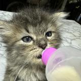 (Category: ) located in . Submitted by binicoffee (Listing ID 1356916162, Image 1). Description: .