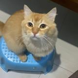 (Kategori: ) berada di . Dikirim oleh dianpuspitaa31 (ID iklan 1386223485, Gambar 1). Deskripsi: .