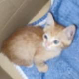 (Category: ) located in . Submitted by nameispall (Listing ID 1382583412, Image 1). Description: .