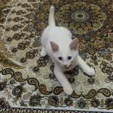 (Category: ) located in . Submitted by izs0r (Listing ID 1383606223, Image 1). Description: .