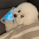 頭像