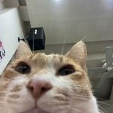 由 gota_chance (刊登 ID 1380808443，圖片 1) 提交，位於 的 (類別：)，說明：。