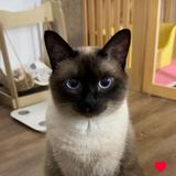 （分類：）位於 。 由 alingling.123 提交（商品編號 1369625418，圖片 1）。簡介： 。