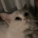 (Category: ) located in . Submitted by elephantphant (Listing ID 1365670955, Image 1). Description: .