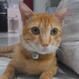 (Kategori: ) berada di . Dikirim oleh januarlyal57458 (ID iklan 1384111541, Gambar 1). Deskripsi: .