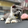 (Kategori: ) berada di . Dikirim oleh pinkan_nabila (ID iklan 1357266310, Gambar 1). Deskripsi: .