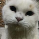 (Kategori: ) berada di . Dikirim oleh raachaa (ID iklan 1374859794, Gambar 1). Deskripsi: .