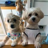 (Category: ) located in . Submitted by chaaabautista (Listing ID 1362725284, Image 1). Description: .