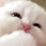 （分類：）位於 。 由 dprqxrbzqf 提交（商品編號 1295207464，圖片 1）。簡介： 。