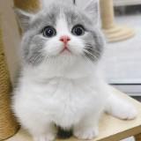 （分類：）位於 。 由 moppyqj 提交（商品編號 1280777025，圖片 1）。簡介： 。