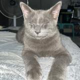 (Category: ) located in . Submitted by angebelena (Listing ID 1386319219, Image 1). Description: .