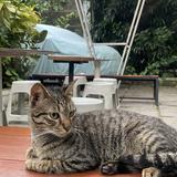 (Kategori: ) berada di . Dikirim oleh dilindungi.tuhan (ID iklan 1358022011, Gambar 1). Deskripsi: .