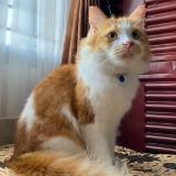 (Kategori: ) berada di . Dikirim oleh masrina04071718 (ID iklan 1379917436, Gambar 1). Deskripsi: .