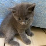 (Category: ) located in . Submitted by mmsmry (Listing ID 1455889272, Image 1). Description: .