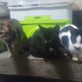(Category: ) located in . Submitted by omomo1 (Listing ID 1385514988, Image 1). Description: .