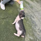 （分類：）位於 。 由 sumyeeff1027 提交（商品編號 1376925490，圖片 1）。簡介： 。