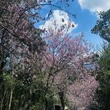 由 selene0829 (刊登 ID 1360813371，圖片 1) 提交，位於 的 (類別：)，說明：。