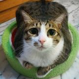 由 socutecat (刊登 ID 1383911397，圖片 1) 提交，位於 的 (類別：)，說明：。