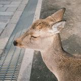 由 something_what (刊登 ID 1384362403，圖片 1) 提交，位於 的 (類別：)，說明：。