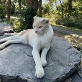由 0624ruru97109 (刊登 ID 1358157068，圖片 1) 提交，位於 的 (類別：)，說明：。