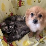 (Category: ) located in . Submitted by kiexx (Listing ID 1378336756, Image 1). Description: .
