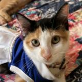 (Category: ) located in . Submitted by tquimno (Listing ID 1356029215, Image 1). Description: .