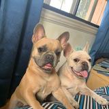 (Category: ) located in . Submitted by lemlemandtontondafrenchies (Listing ID 1355290524, Image 1). Description: .