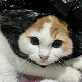 (Kategori: ) berada di . Dikirim oleh prelovedfidah_13 (ID iklan 1358533450, Gambar 1). Deskripsi: .