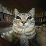 (Kategori: ) berada di . Dikirim oleh dauz25 (ID iklan 1382149532, Gambar 1). Deskripsi: .