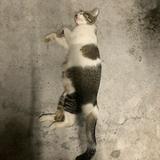 (Category: ) located in . Submitted by mottainai.fits (Listing ID 1373726493, Image 1). Description: .