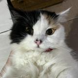 (Kategori: ) berada di . Dikirim oleh pickedbysm (ID iklan 1371296697, Gambar 1). Deskripsi: .
