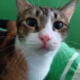 (Category: ) located in . Submitted by kittymeowcute (Listing ID 1385822526, Image 1). Description: .