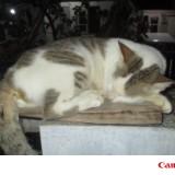 (Kategori: ) berada di . Dikirim oleh lukmanamir81936 (ID iklan 1384132036, Gambar 1). Deskripsi: .