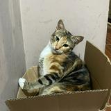 (Kategori: ) berada di . Dikirim oleh alyalovecat (ID iklan 1377855643, Gambar 1). Deskripsi: .