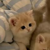 (分類:)位於 。 由 nixinyuan027052 提交(商品編號 1434334940,圖片 1)。簡介: 。