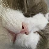 (Category: ) located in . Submitted by naamz (Listing ID 1444437886, Image 1). Description: .