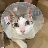 (Category: ) located in . Submitted by bleuepaws (Listing ID 1314176979, Image 1). Description: .