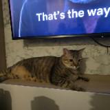 (Category: ) located in . Submitted by kencch20 (Listing ID 1344608760, Image 1). Description: .